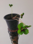 Четирилистна Детелина , снимка 1 - Стайни растения - 44653286