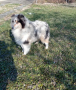 Шотландска овчарка/Коли, снимка 3