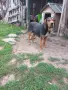 Продавам мъжко гонче, снимка 4