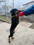 Доберманчета с родословни родители, снимка 4