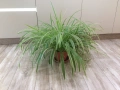 Драцена, Хлорофитум, снимка 3