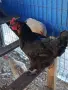 Продавам млади кокошки, снимка 12