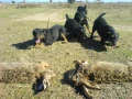 Ягдтериери на 6 месеца , снимка 4