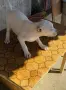 American Bully XL, снимка 5
