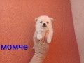 Мини Шпиц - Померан. Мъжки и женски кученца. Снимки от 08.03.26 г. , снимка 7