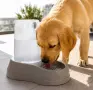 Купа за вода за домашни любимци с контейнер, 2 л, снимка 2
