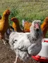 Продавам петли., снимка 1