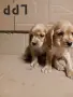 чистокръвни кокер шпаньоли, снимка 3