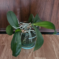 Oрхидея фаленопсис - 2 растения в саксия, снимка 1 - Стайни растения - 44762217
