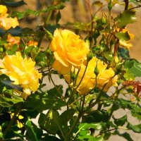 Продавам резници от  5 цвята рози катерливи общо за 10 лева, снимка 1 - Градински цветя и растения - 41246315