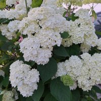 Хортензия,Бяла  , снимка 1 - Градински цветя и растения - 41424444