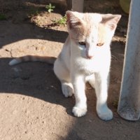 Малки котета , снимка 4 - Други - 41986649