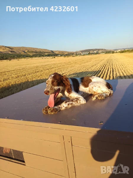 Английско сетерче на 3.5 женско, снимка 1