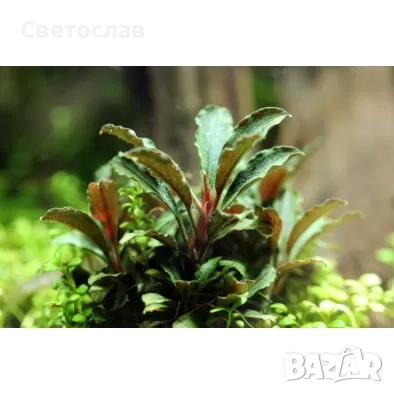 Аквариумни растения, снимка 1