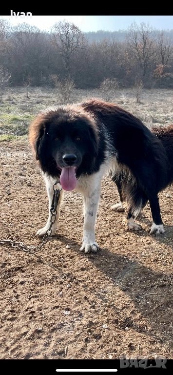 Каракачанско куче, снимка 1