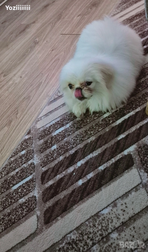 кралски пекинез момче, снимка 1