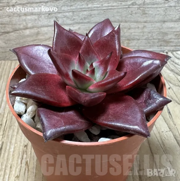 Echeveria ‘Atlas’, снимка 1