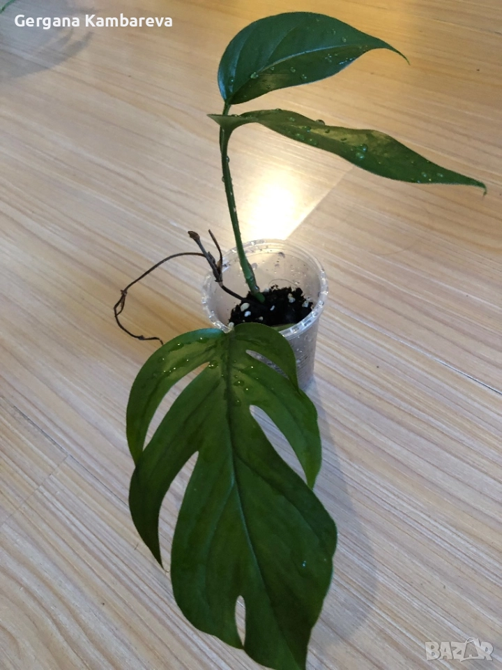 Epipremnum pinnatum Baltic Blue , снимка 1