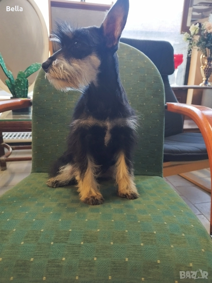 Мини шнауцер , снимка 1