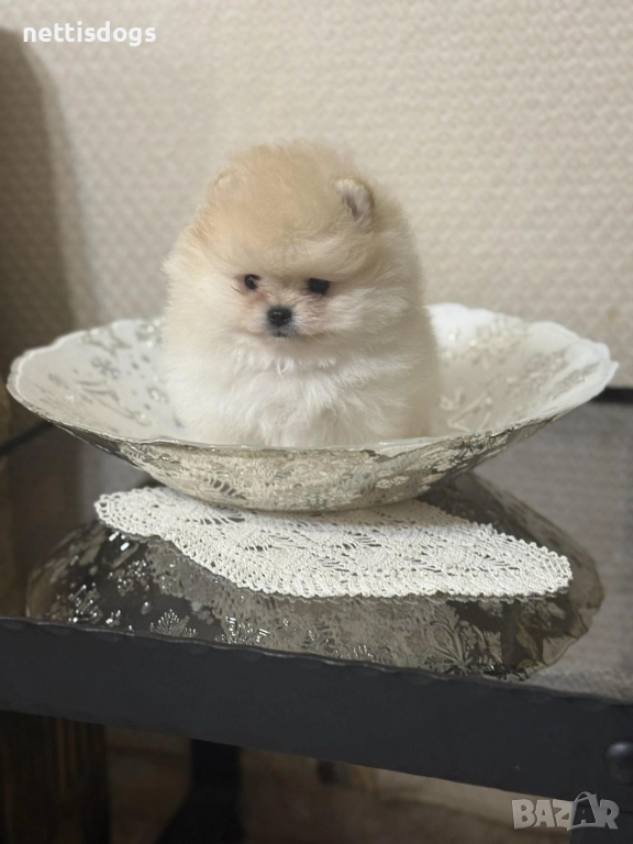 Уникални Мини Померани с родословие, снимка 1