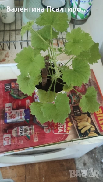 Кралско мушкато, снимка 1