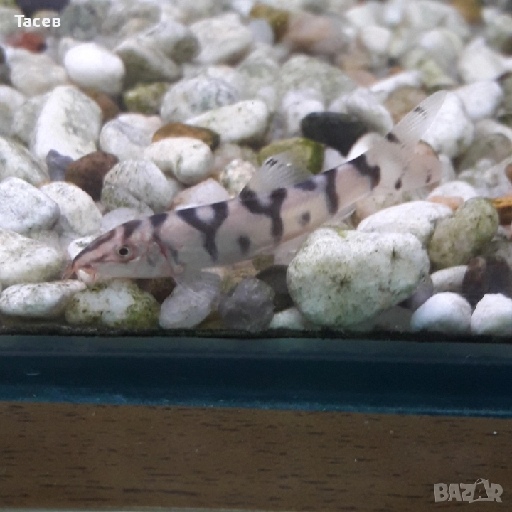 Боция лохачага 5см, снимка 1