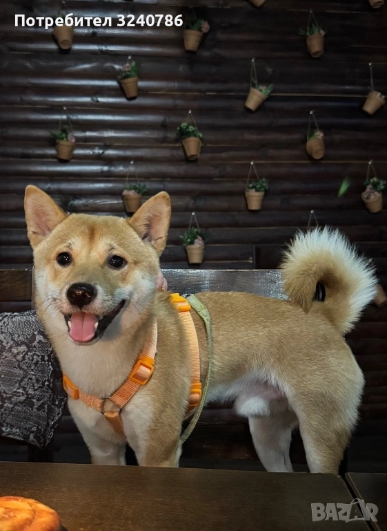 Shiba Inu За разплод Мъжко, снимка 1