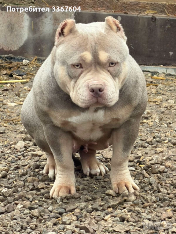 Американско були покет , снимка 1