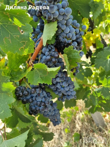 Грозде сорт: МЕРЛО, снимка 1