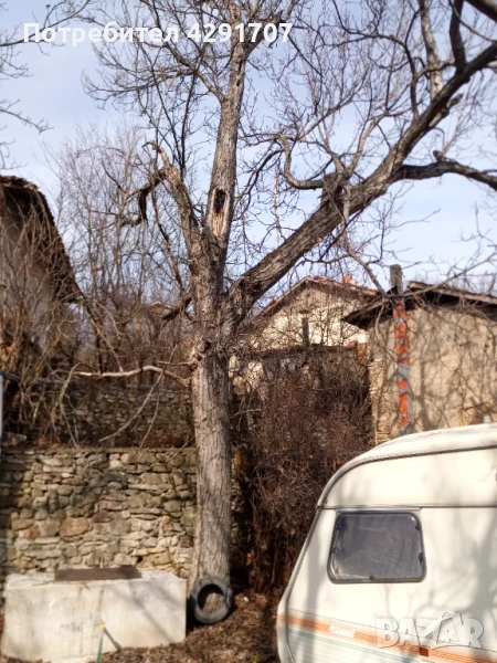 Орехови дървета /3бр./ неотсечени, снимка 1