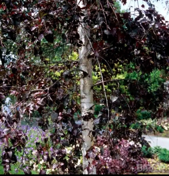 Червенолистна бреза royal frost в саксия , снимка 1