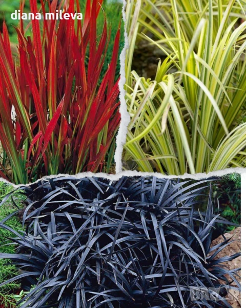 Промо пакет Декоративни треви - Императа Ред Барон, Акорус и черен Офиопогон!!, снимка 1