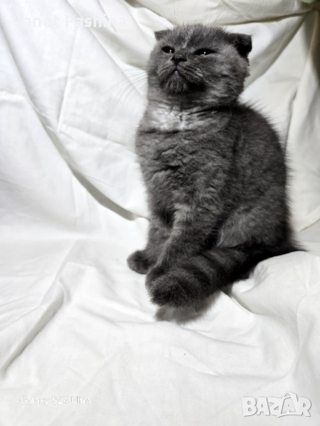 Британска/ Шотландска , снимка 1