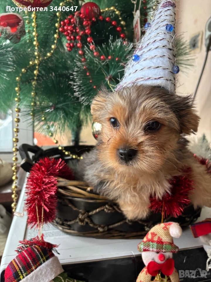 Мъжко йорки , снимка 1