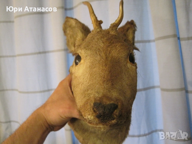 Ловен Трофей Сръндак! , снимка 5 - Декорация за дома - 52584494