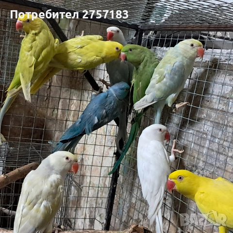 продавам папагали малак александар , снимка 4 - Папагали - 52966409