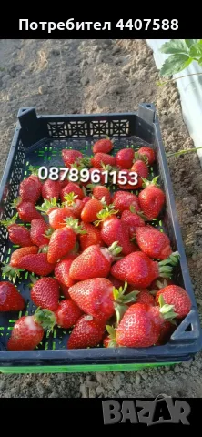 Разсад Ягоди Целогодишни Сортове, снимка 1 - Разсади - 56368977