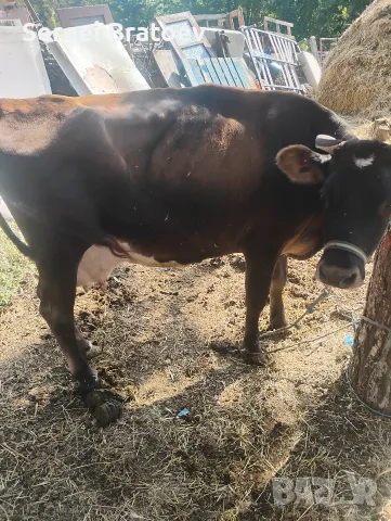 продавам крава Джерсеи 