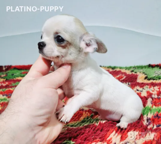 ЧИХУАХУА БЕБЕТА, снимка 16 - Чихуахуа - 48926548