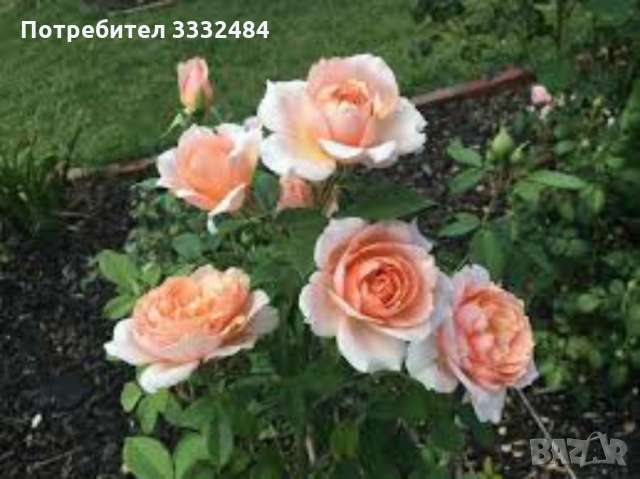 Роза 22, снимка 2 - Градински цветя и растения - 36093428