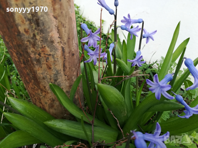 ГРЪМ МНОГО ЗЮМБЮЛИ С ЛУКОВИЦИ В САКЦИЯ 1303241626, снимка 7 - Градински цветя и растения - 44746712
