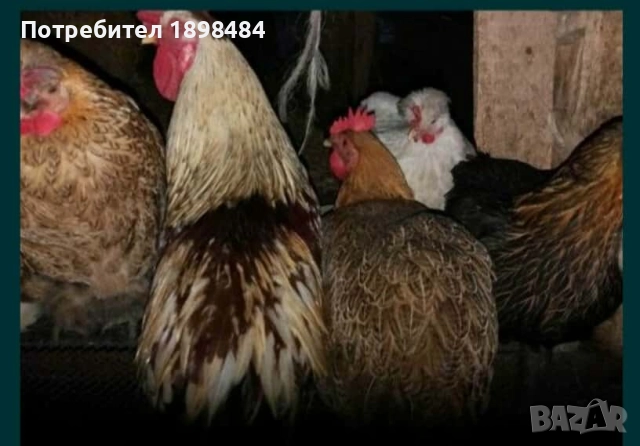 Продавам зелени оплодени кокоши яйца за люпене.., снимка 4 - други­ - 51864582