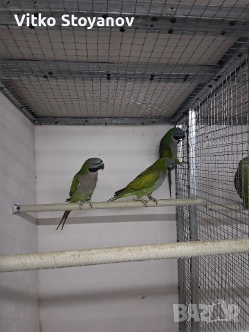 Голям Александър/Китайски Александър, снимка 4 - Папагали - 51324998