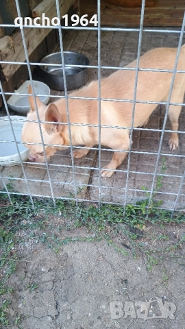 чихуахуа мъжки , снимка 4 - Чихуахуа - 52033406