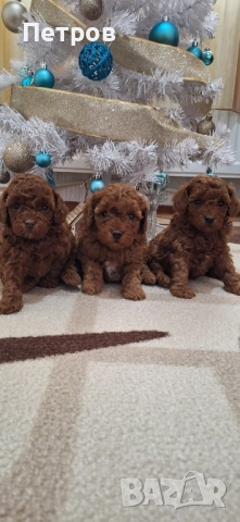 Той Пудел / Poodle Toy, снимка 5 - Пудели - 52874148