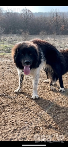 Каракачанско куче