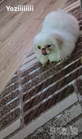 кралски пекинез момче