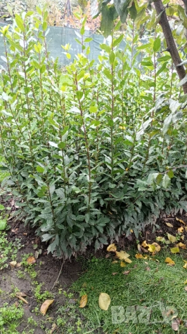 Дафина дафинов лист разсад, снимка 2 - Градински цветя и растения - 52436106