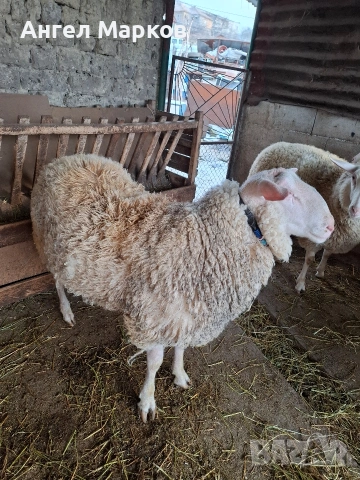 Продавам коч фризиец , снимка 2 - Овце - 53168056