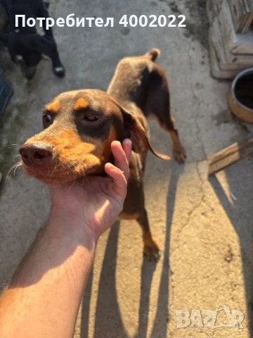 Кученца за трюфели, снимка 6 - Други - 51207394